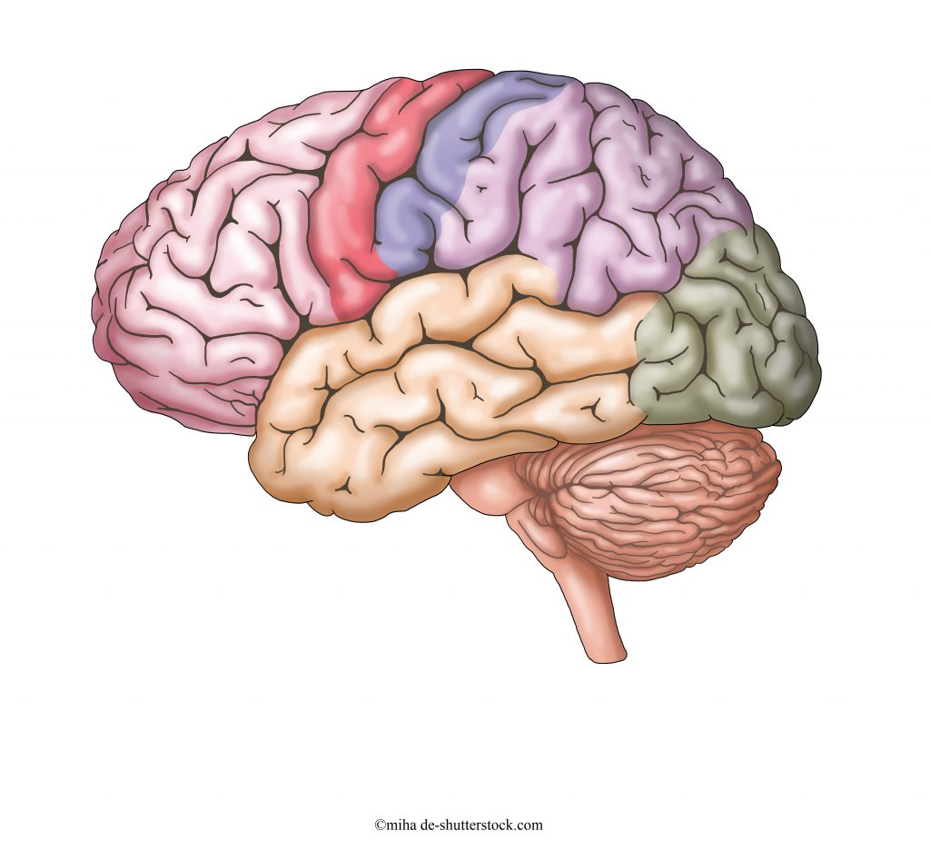 Quando il cervello compensa